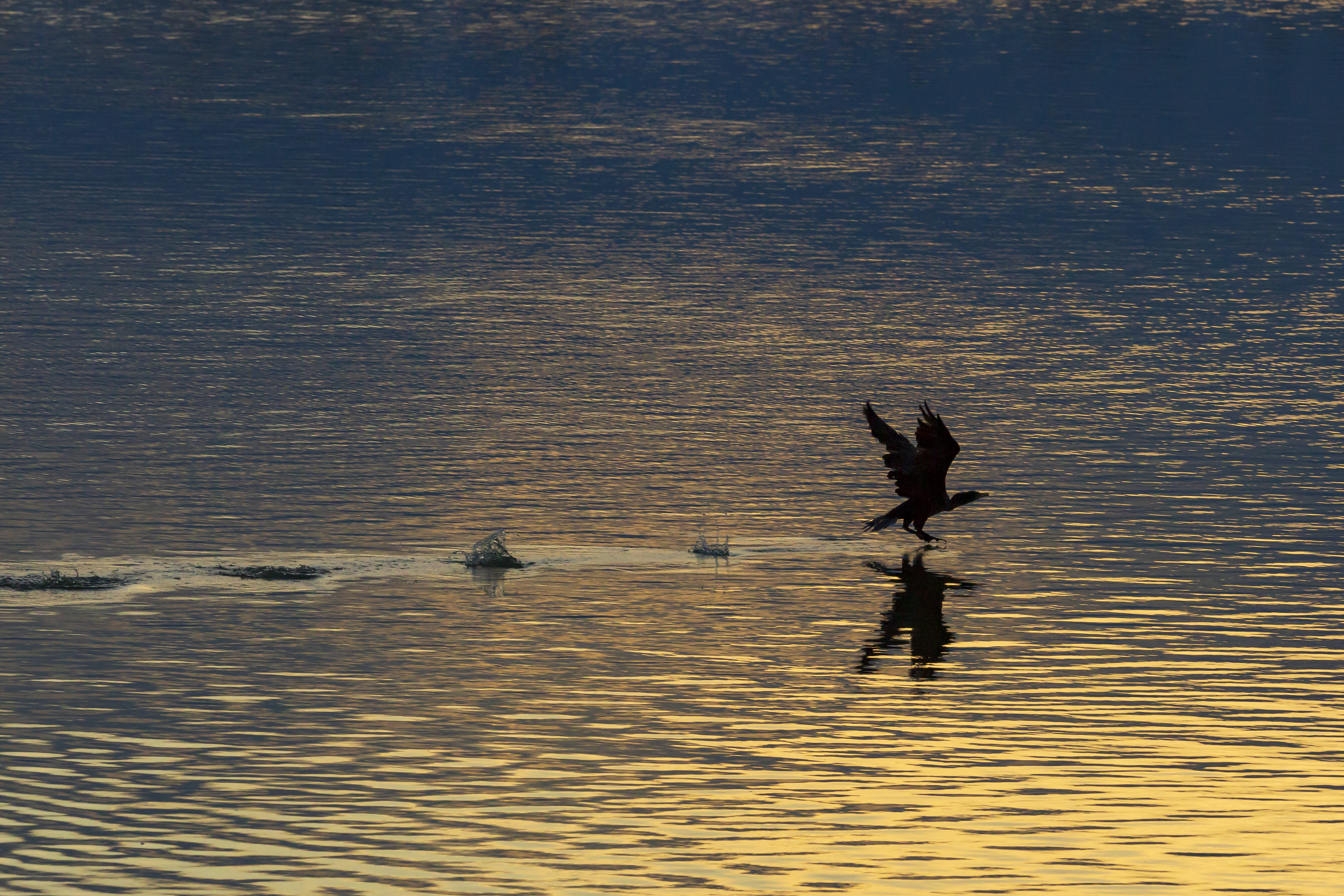 WSPC Presentation – April 17th:  Walter Potrebka – Bird Photography
