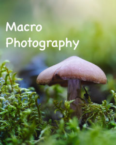 Macros and Nature