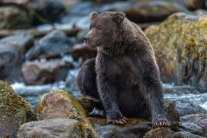 “Khutzeymateen Grizzly Bear Sanctuary” (Wendy Stephenson and Carol Zimmerman)