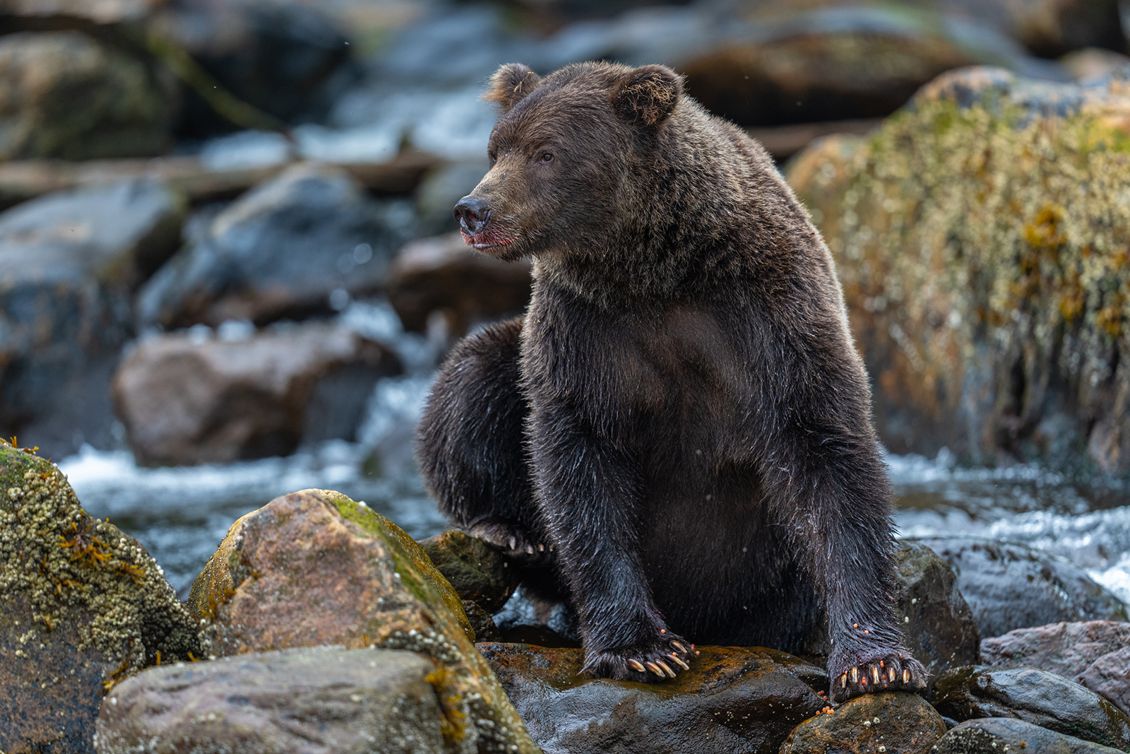 “Khutzeymateen Grizzly Bear Sanctuary” (Wendy Stephenson and Carol Zimmerman)