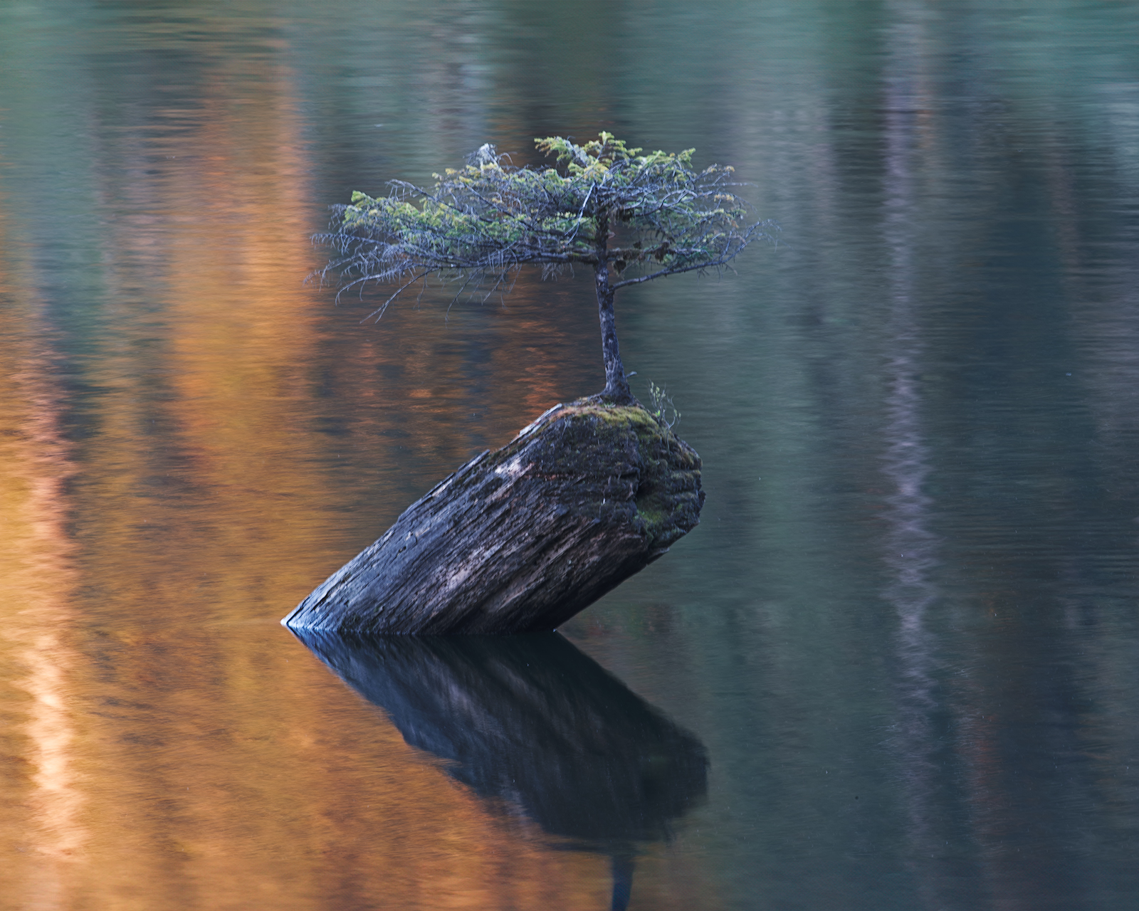 “Woodlands Photography” and “Comparison of Lightroom Classic and Lightroom Cloud” (Robert Bisson)