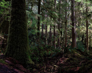 “Post-processing of Woodlands Photography” (Robert Bisson)