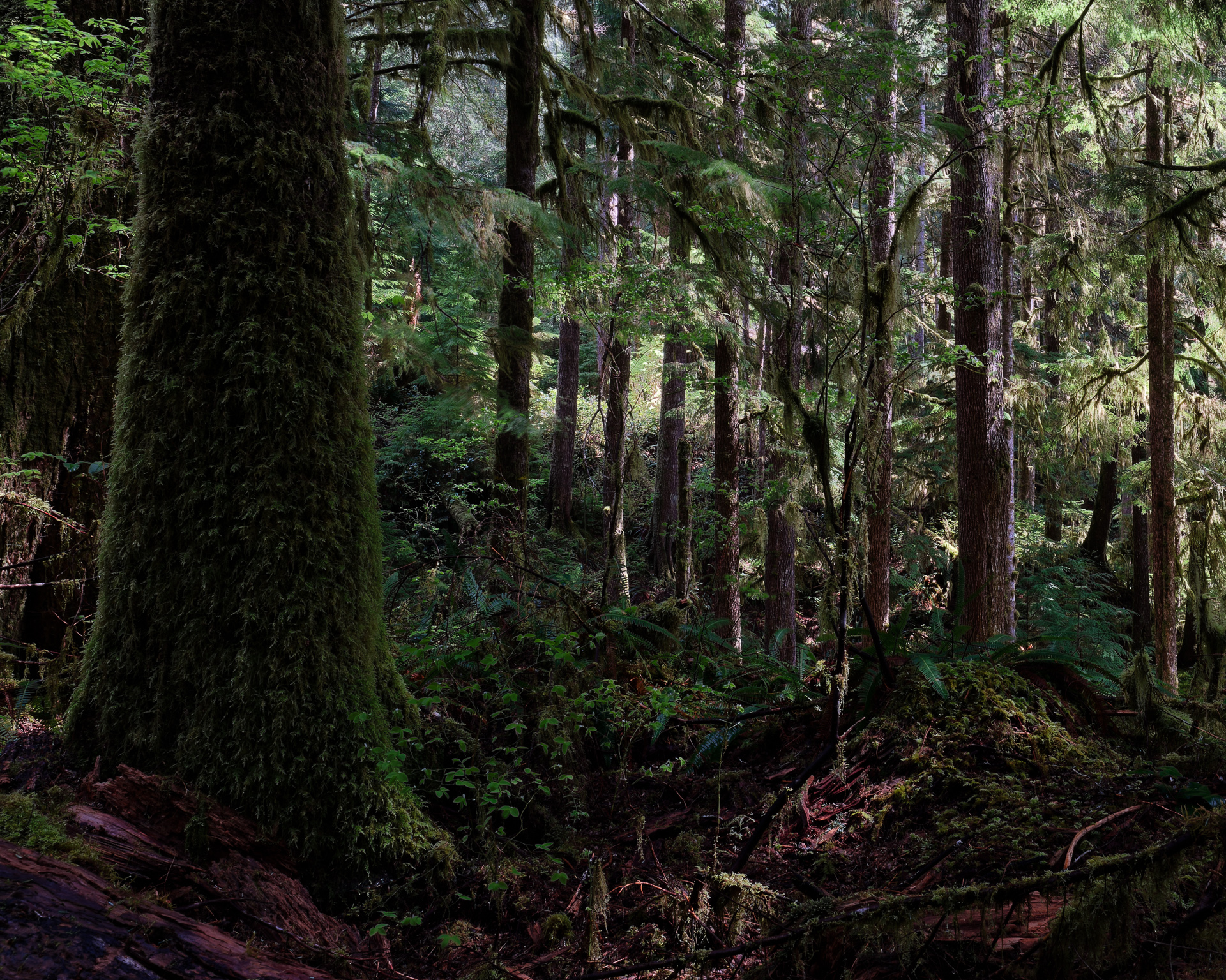 “Post-processing of Woodlands Photography” (Robert Bisson)
