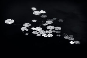“EXPLORING MONOCHROME – Art and Techniques” (Mike Grandmaison)