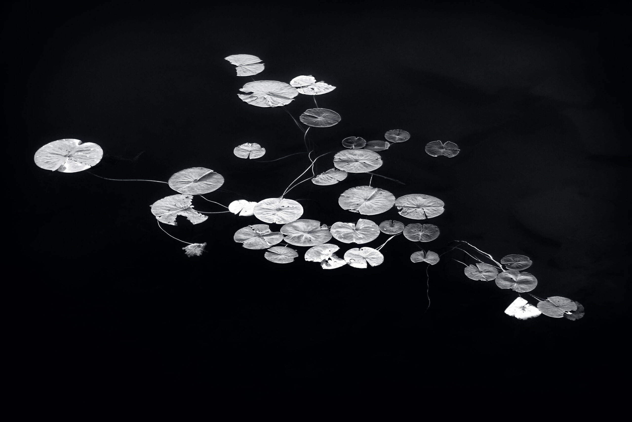 “EXPLORING MONOCHROME – Art and Techniques” (Mike Grandmaison)