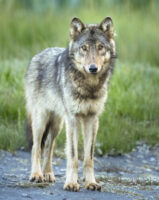 “Coastal Wolves” (Jean-Pierre Parenty)