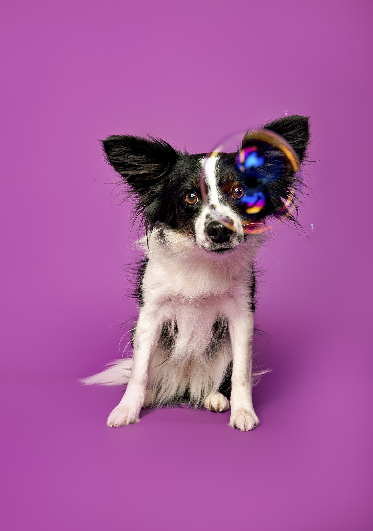 “Pet Photography” (Mark Hughes)