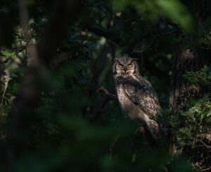 “Owl photography. Tips to improve your images and ethics to guide your practices.” (April Stampe)