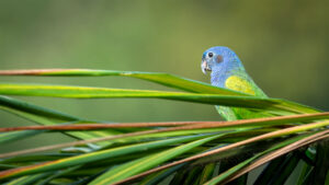 “4 Fabulous Photographer’s Processing Workflow” (Robert Bisson, Peter Blahut, Wayne Loeppky, and Keith Putt)
