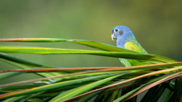 “4 Fabulous Photographer’s Processing Workflow” (Robert Bisson, Peter Blahut, Wayne Loeppky, and Keith Putt)