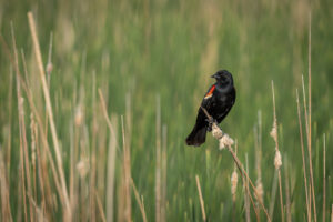 “How To Critique Wildlife And Landscape Images” (Mark Bilash)