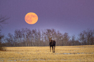 “Finding Beauty at Home: Photographing Manitoba’s Landscapes, Wildlife & Flora” (Caley Brown) via Zoom