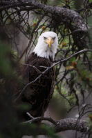 “Growing Wild: Finding Purpose in Wildlife Photography and Community Building” (Dustin Glaseman)