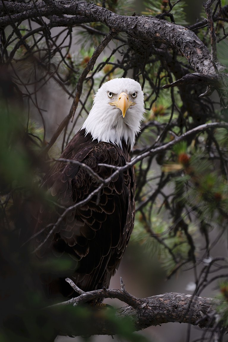“Growing Wild: Finding Purpose in Wildlife Photography and Community Building” (Dustin Glaseman)
